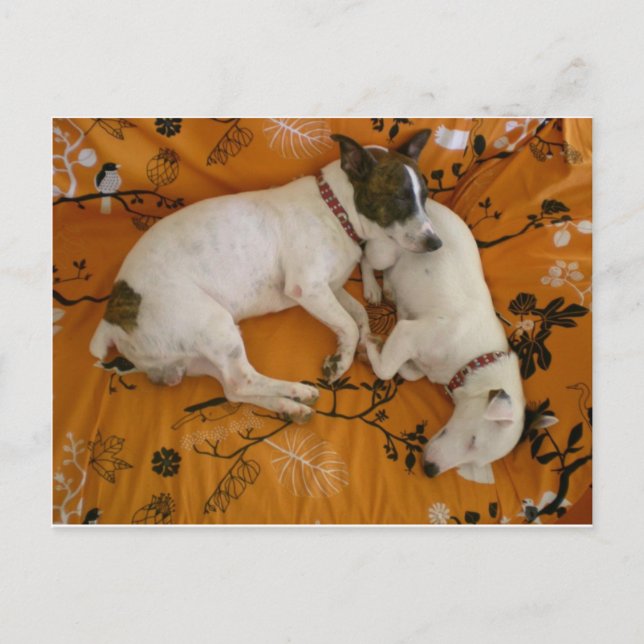 Jack Russell Terrier Postcard (Front)