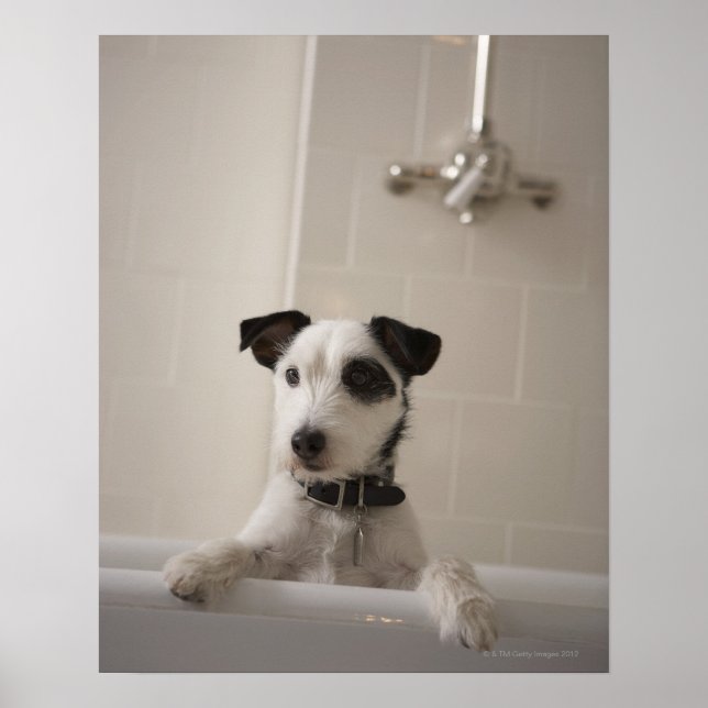 Jack russell terrier. poster (Front)
