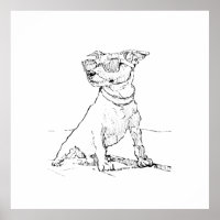 Jack Russell Terrier 
