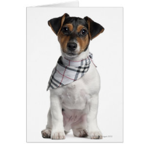 Jack Russell Terrier puppy (4 months old)