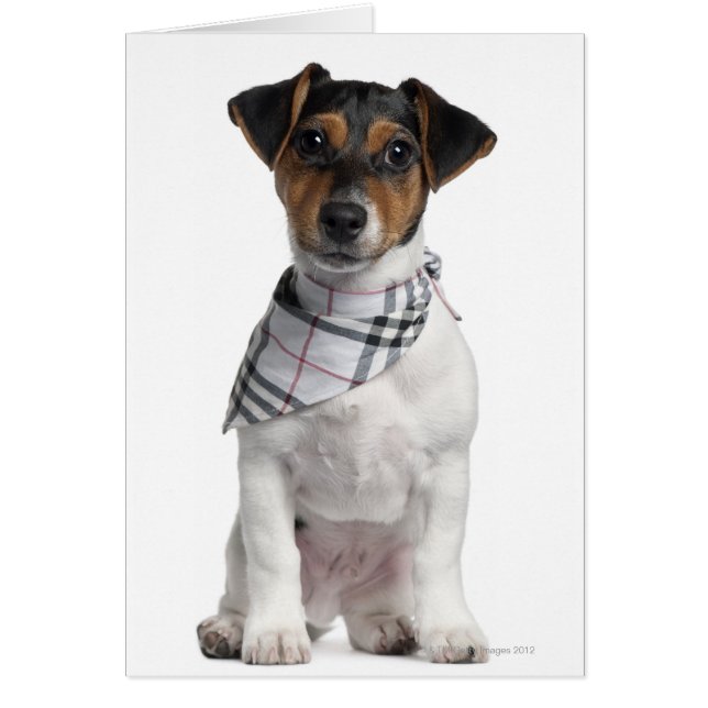 Jack Russell Terrier puppy (4 months old) (Front)