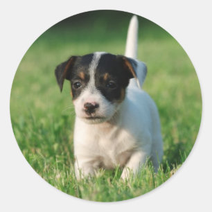 Jack Russell Terrier puppy Classic Round Sticker