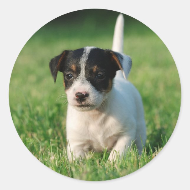 Jack Russell Terrier puppy Classic Round Sticker (Front)