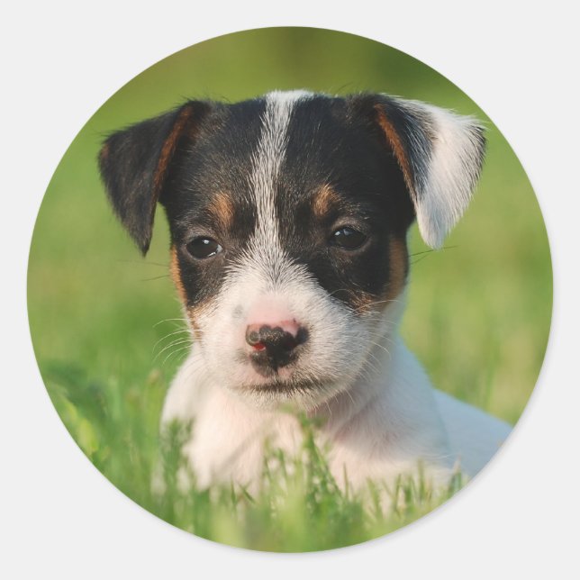 Jack Russell Terrier puppy Classic Round Sticker (Front)