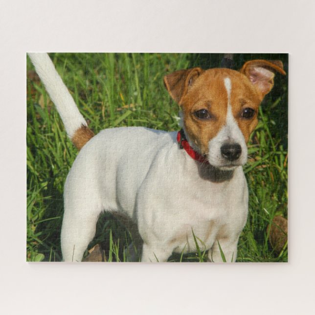 Jack Russell Terrier Puppy Dog Jigsaw Puzzle (Horizontal)