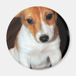 Jack Russell Terrier Puppy Dog Magnet