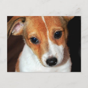 Jack Russell Terrier Puppy Dog  Postcard