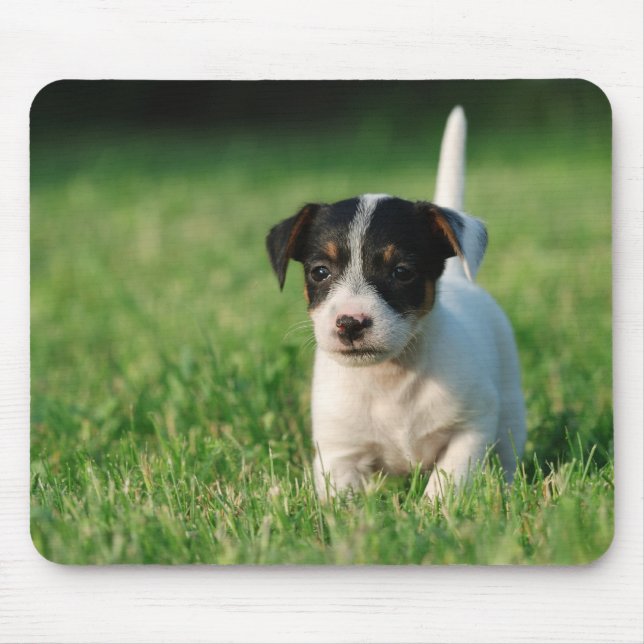 Jack Russell Terrier puppy Mouse Mat (Front)