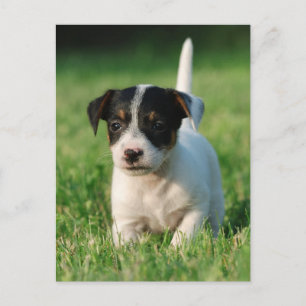 Jack Russell Terrier puppy Postcard