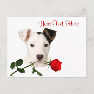 Jack Russell Terrier Red Rose Valentine Design Holiday Postcard