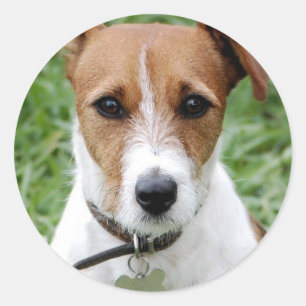 Jack Russell Terrier Sticker