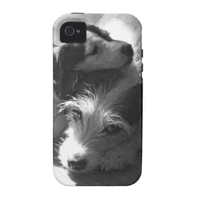 Jack Russell Terriers nap together in the sun Case-Mate iPhone Case (Back)