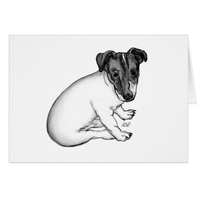 Jack Russell Welpe 10 Wochen alt (Front Horizontal)