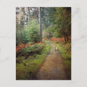 Jack Russell's walking In The Forest Postcard