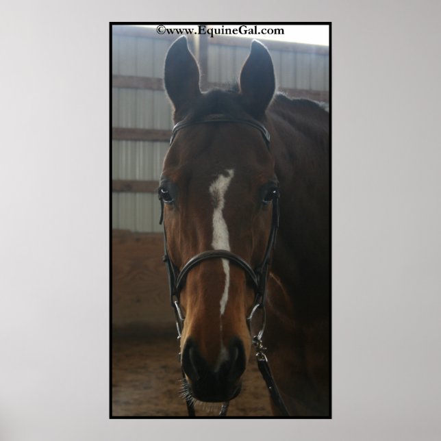 Jack the Quarter Horse Poster (Front)