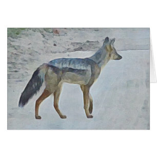 Jackal