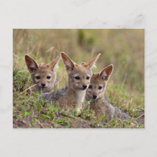 Jackal Pups Postcard