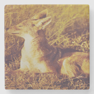Jackal smelling the breakfast from  safari lodge   stone coaster