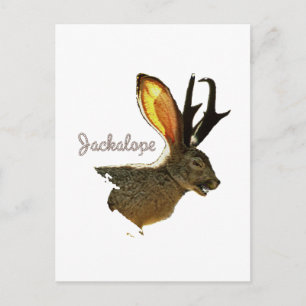 Jackalope Postcard