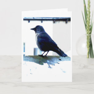 Jackdaw bird card