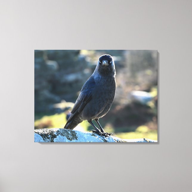 Jackdaw Canvas Print (Front)