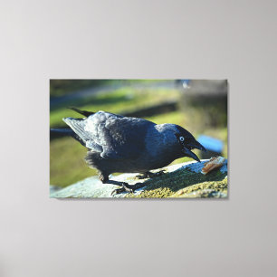 Jackdaw eating canvas print