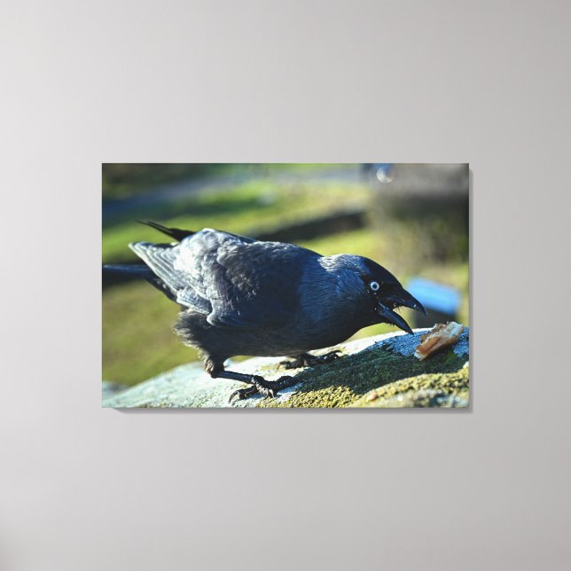 Jackdaw eating canvas print (Front)