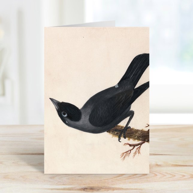 Jackdaw | William Lewin Card (Creator Uploaded)