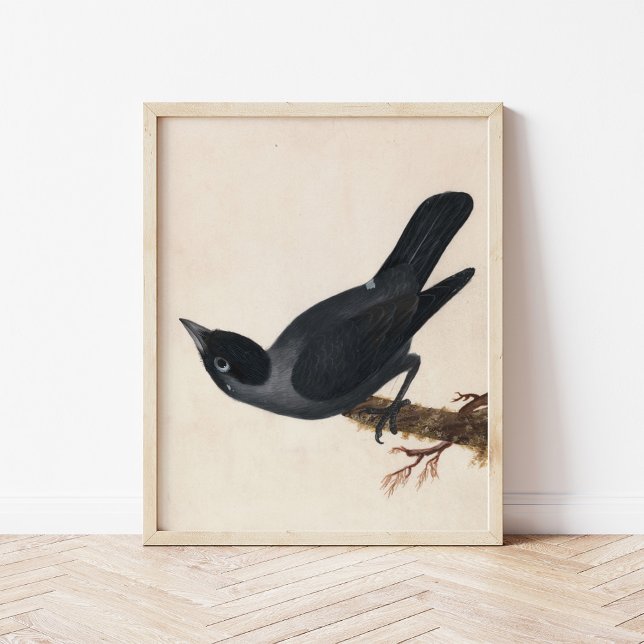 Jackdaw | William Lewin Poster (Creator Uploaded)