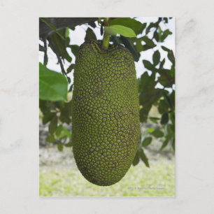 Jackfruit hanging from tree postcard