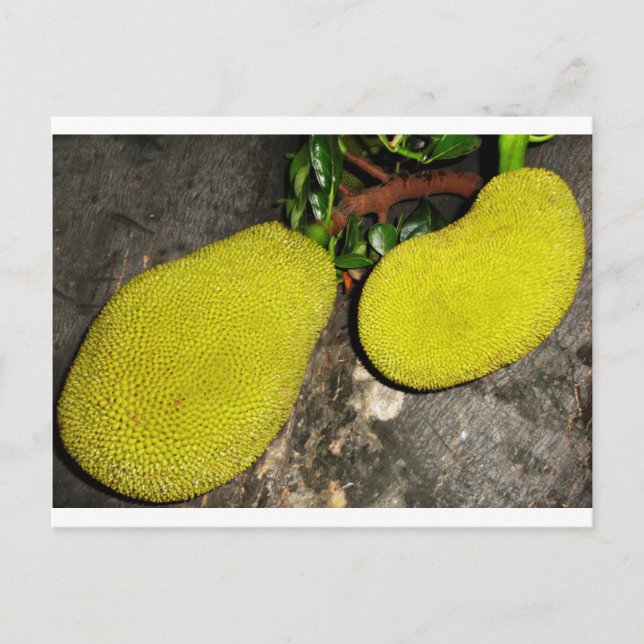 Jackfruit Postcard (Front)