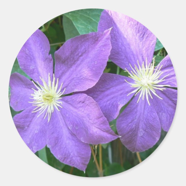 Jackmanii Clematis Classic Round Sticker (Front)