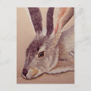 Jackrabbit Postcard