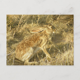 Jackrabbit Sunset Profile Postcard