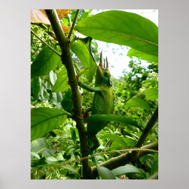 Jackson Chameleon Poster (Front)