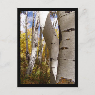 jackson hole postcard