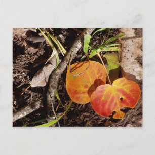 Jackson Hole Wyoming Series Postcard