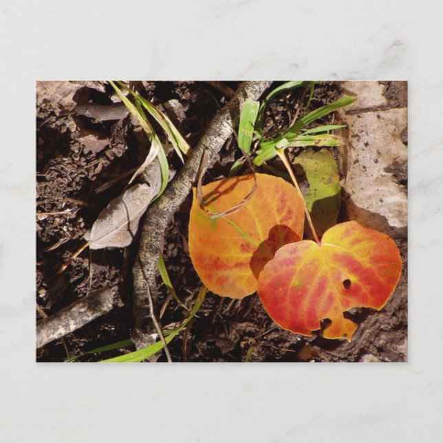 Jackson Hole Wyoming Series Postcard (Front)