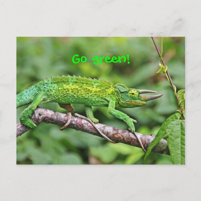 Jacksons Chameleon Postcard (Front)