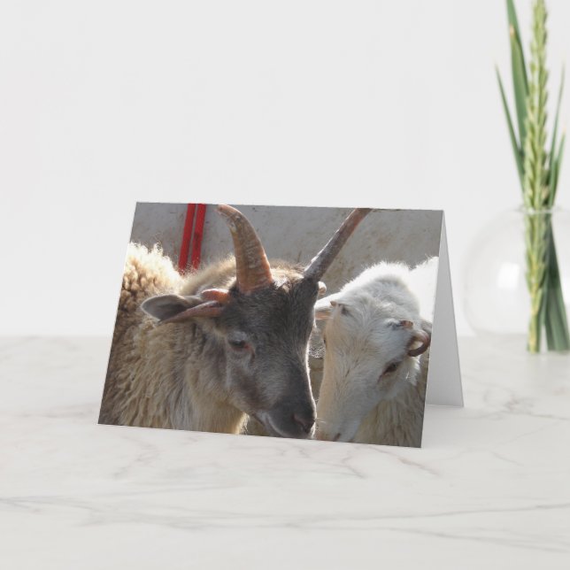 Jacob Crossbred Sheep Card (Front)