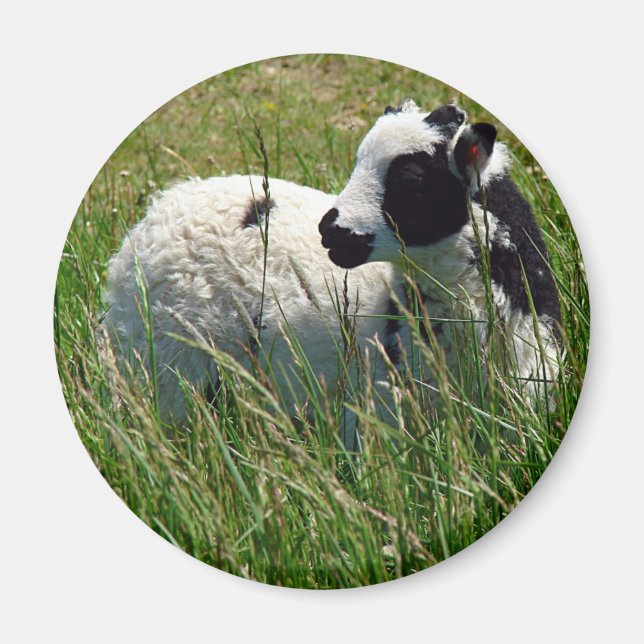 Jacob Ram Lamb Magnet (Front)