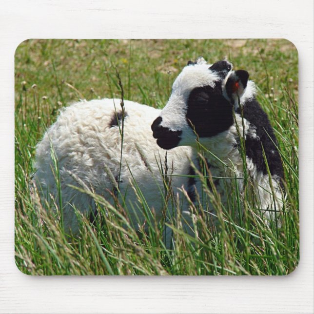 Jacob Ram Lamb Mouse Mat (Front)
