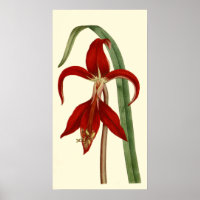 Jacobbaean Amaryllis