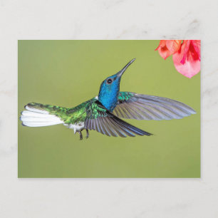 Jacobin Hummingbird in Flight Postcard