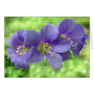 Jacobs Ladder Blossoms
