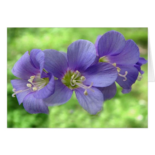 Jacobs Ladder Blossoms (Front Horizontal)