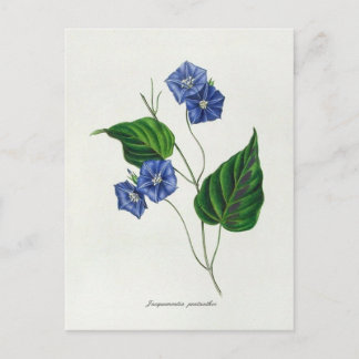 Jacquemontia pentanthos (skyblue clustervine) postcard
