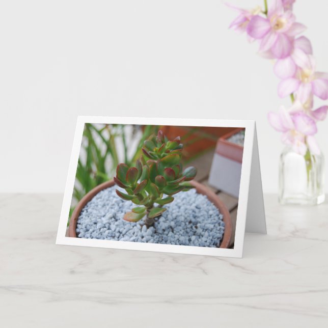 Jade Plant, Lucky Money Succulent Plant Card (Orchid)