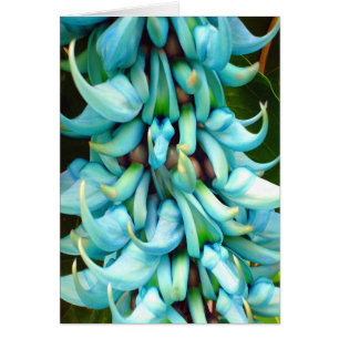 Jade Vine