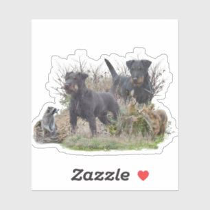 Jagdterrier ,,Bo v. Renbrad Kennel.''